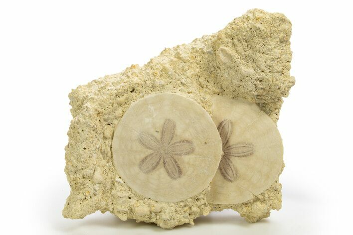 Two Fossil Sand Dollars (Scutella) - France #317743